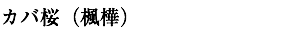 カバ桜（楓樺）